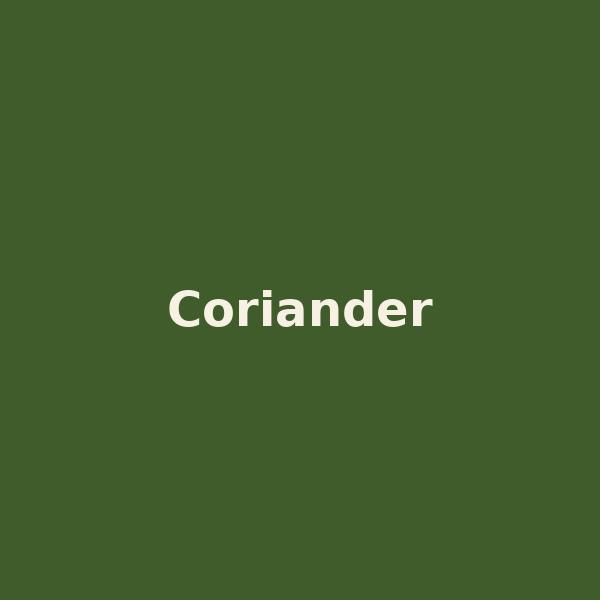 Junagadh Coriander